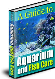 A Guide To Aquarium and Fish Care
