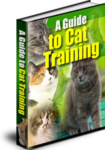 A Guide To Cat Training