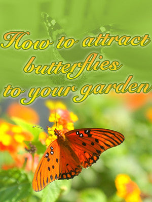 How to Attract Butterflies to Your Garden