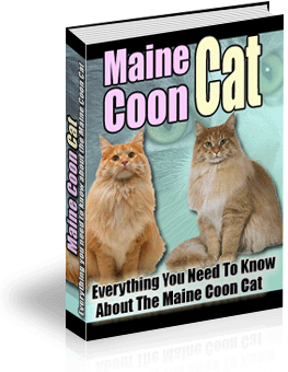 Maine Coon Cats